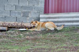 Großer roter und streunender Hund außerhalb der Stadt, der aus einer Schüssel auf der Straße isst. Obdachlose Tiere füttern foto