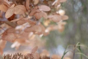 trockene hortensien im garten mit frost bedeckt nahaufnahme frostige hortensie oder hortensienblüte foto