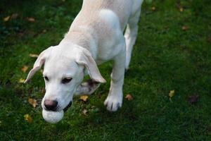 Kurzhaariger britischer Labrador Retriever 4 Monate alt foto