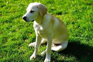 Kurzhaariger britischer Labrador Retriever 4 Monate alt foto