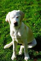 Kurzhaariger britischer Labrador Retriever 4 Monate alt foto