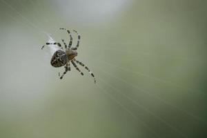 Kreuzspinne in einem Spinnennetz, die auf Beute lauert. unscharfer Hintergrund foto