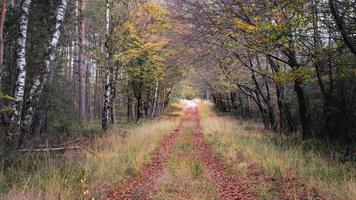 herbstfarben im holländischen wald, noorderheide, elspeet, niederlande. foto