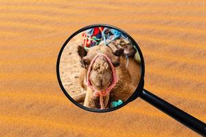 Fliegenschwarm auf der Nase eines Kamels, der Kopf eines Kamels, Blick durch ein Vergrößerungsglas vor dem Hintergrund von Sand foto