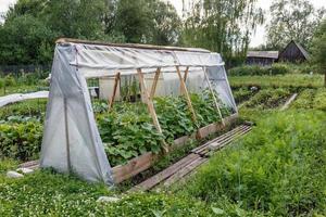 Gewächshaus für Gurken im Garten von eigenen Händen gemacht. foto