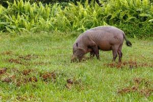 Bärtiges Schwein gräbt die Erde auf einem grünen Rasen im Dschungel. foto