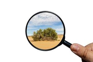 grüner strauch in der sahara-wüste, blick durch eine lupe auf weißem hintergrund, lupe in der hand foto