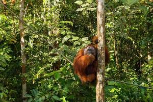 Orang-Utan sitzt in einem Baum, Semenggoh Wildlife Rehabilitation Center. foto