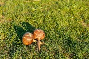 kubanische maracas liegen auf dem grünen gras. traditionelles Musikinstrument aus natürlichen Materialien foto