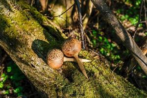 Kubanische Maracas liegen auf einem alten Baum mit Moos. traditionelles Musikinstrument aus natürlichen Materialien. foto