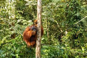 weiblicher Orang-Utan, der auf einem Baum sitzt und Frucht isst foto