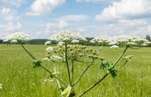 Kuhpastinake blüht im Sommer auf einer Wiese. foto