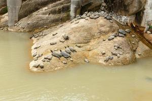 Schildkröten liegen auf einem Stein in der Nähe des Wassers foto