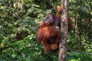 weiblicher orang-utan sitzt auf einem seil in der nähe eines baums und schaut weg foto