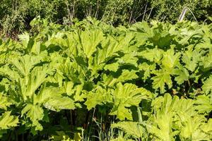 Große grüne Blätter von Hogweed, Kuhpastinakpflanze im Sommer, Heracleum sosnowskyi foto