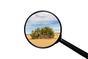 grüner strauch in der sahara-wüste, blick durch eine lupe auf weißem hintergrund foto