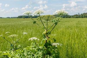 Kuhpastinake blüht im Sommer auf einer Wiese. foto