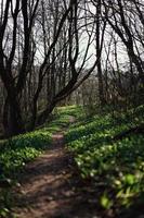 Mountainbike-Weg foto