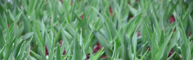 In einem Blumenbeet wachsen viele grüne Stängel von roten Tulpen foto