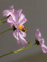 makro einer honigbiene apis mellifera auf einer rosa kosmosblüte mit verschwommenem hintergrund pestizidfreier umweltschutz rettet das biodiversitätskonzept der bienen foto