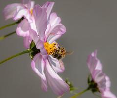 makro einer honigbiene apis mellifera auf einer rosa kosmosblüte mit verschwommenem hintergrund pestizidfreier umweltschutz rettet das biodiversitätskonzept der bienen foto