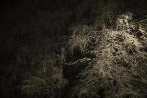 Schnee nachts in den Bäumen. foto