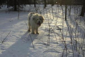Hund im Winter. Wandern mit Haustier im Park im Schnee. Tierspaziergänge im Wald. foto