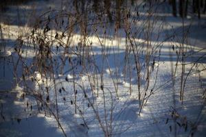 Details des Parks im Winter. kaltes Winterlicht auf der Schneeoberfläche. foto