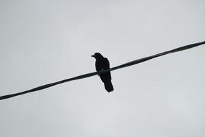 Silhouette eines Vogels, der auf Draht sitzt. Vogel in der Stadt. Draht vor dem Hintergrund des grauen Himmels. foto