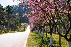 rosa sakura mit schöner straße doi ang khang, chiang mai, thailand foto