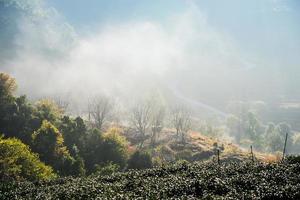 teefeld und morgennebel, bei doi angkhang in chiangmai, thailand foto