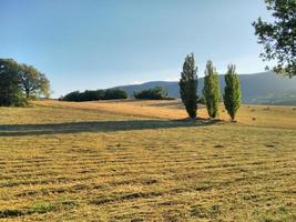 drei Bäume im Sommer foto