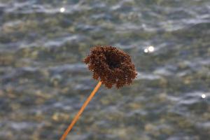 Trockenblumen und mediterrane Blätter mit Meereshintergrund foto