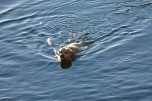 Hund spielt und badet in den frühen Morgenstunden im Meer. foto