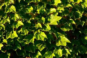 mediterrane Vegetation während der Sommersaison in der Region Katalonien foto