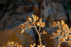 mediterrane Vegetation während der Sommersaison in der Region Katalonien foto