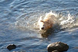 Hund spielt und badet in den frühen Morgenstunden im Meer. foto