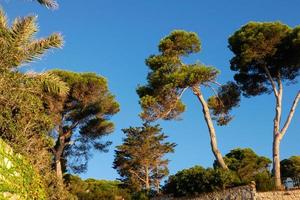 mediterrane Vegetation während der Sommersaison in der Region Katalonien foto