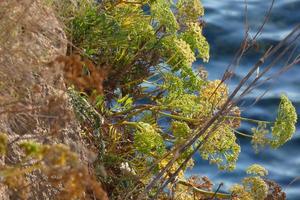 Trockenblumen und mediterrane Blätter mit Meereshintergrund foto