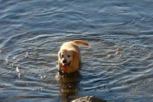 Hund spielt und badet in den frühen Morgenstunden im Meer. foto