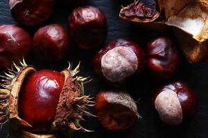 frische Conkers in ihrer stacheligen Kapsel. foto