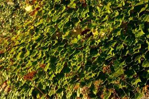 mediterrane Vegetation während der Sommersaison in der Region Katalonien foto