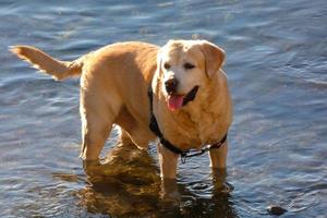 Hund spielt und badet in den frühen Morgenstunden im Meer. foto