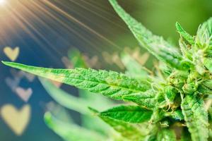 konzept zur förderung der verwendung von thc und cbd in cannabispflanzen für die gesundheit todkranker patienten.