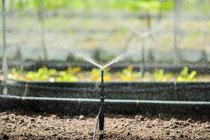 Kleines Sprinkler-Bewässerungssystem in Gemüsebeeten foto