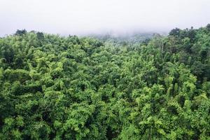 Überfluss an tropischem Regenwald und neblig am Morgen im Nationalpark foto