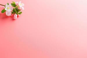 Sakura blüht, Frühlingsblumen auf rosafarbenem Hintergrund mit Platz für eine Grußbotschaft. das konzept von frühling und muttertag. schöne zarte rosa kirschblüten im frühling foto