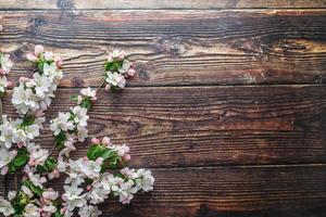 Sakura blüht auf einem dunklen rustikalen Holzhintergrund. Frühlingshintergrund mit blühenden Aprikosenzweigen und Kirschzweigen foto