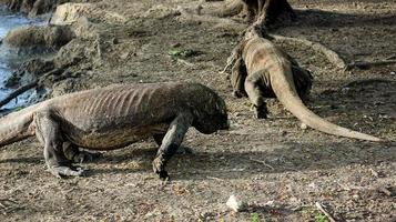 Komodowaran ist auf dem Boden. interessante Perspektive. das Tiefpunktschießen. Indonesien. Komodo-Nationalpark. foto