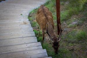 Rehe im Wald. ein junger elch mit wachsendem horn sucht nach nahrung und streift durch den dschungel. foto